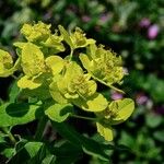 Euphorbia illirica Flower