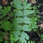 Berula erecta Leaf