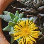 Faucaria bosscheana Flower