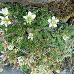 Saxifraga bryoides Hàbitat