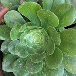 Aeonium arboreumHostoa