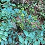 Aralia racemosa Fruit