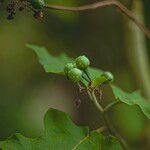 Solanum torvum Hedelmä