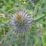 Cirsium vulgareKukka