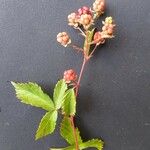 Rubus bertramii Blomma