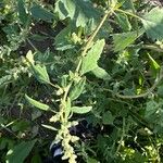 Chenopodium ficifolium Leaf