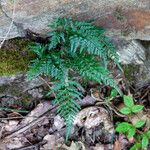 Asplenium adiantum-nigrum 葉