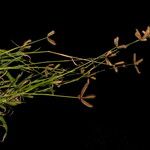 Dactyloctenium aegyptium Flower