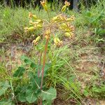 Asclepias amplexicaulis Flower