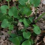 Doronicum columnae Hoja