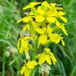 Erysimum rhaeticum Flower
