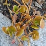 Sedum makinoi Leaf