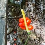 Arum cylindraceum Frukt