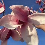 Magnolia x soulangeana Άλλα