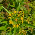 Senecio cacaliaster Kwiat