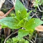 Mercurialis perennis Fiore