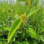 Melhania ovata Habit