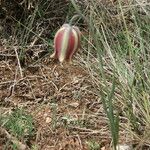 Fritillaria lusitanica Leaf