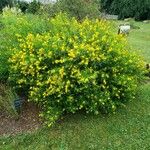 Hypericum kalmianum Hábitos