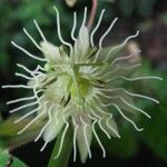 Passiflora costaricensis Çiçek