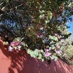 Bauhinia variegata Цвят