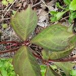 Parthenocissus quinquefoliaDeilen