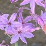 Tulbaghia violacea Flor