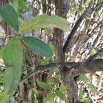 Ligustrum vulgareRusk