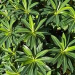 Euphorbia stygiana Hoja