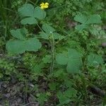 Oxalis grandis Habitus