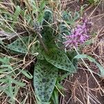 Ledebouria revoluta موطن