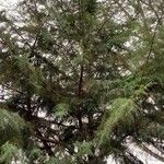 Cupressus arizonica Характер