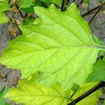 Nicandra physalodes Blatt