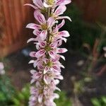 Francoa appendiculata Λουλούδι