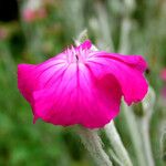 Silene coronaria Blüte