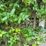 Lonicera japonicaFrunză