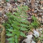 Dryopteris cristata Leaf