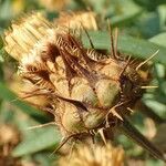 Centaurea collina Frukto