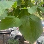 Catalpa ovataഇല