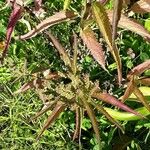 Verbena hastata Blatt