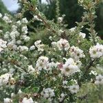 Escallonia virgata Flower