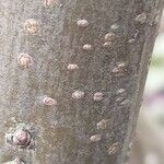 Amorpha fruticosa Bark