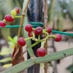 Cissus quadrangularis Fruit