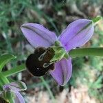 Ophrys apifera Blüte