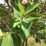 Dais cotinifolia Φύλλο