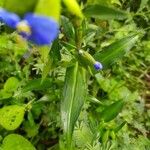 Commelina coelestis برگ