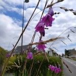 Dierama pulcherrimum Blüte