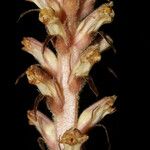 Orobanche hederaeBlomst