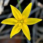 Hypoxis juncea Flower