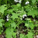 Hydrophyllum appendiculatum Habitus